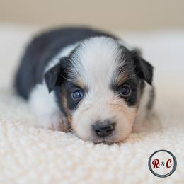 Dakota - Black tri female Miniature Australian Shepherd puppy in Buna, Texas from R & C Kennels