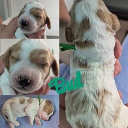 Bud - Parti male Goldendoodle puppy in Sioux Falls, South Dakota from Dolly's Doodles
