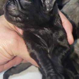 Pug Puppies from Carla's Pugs