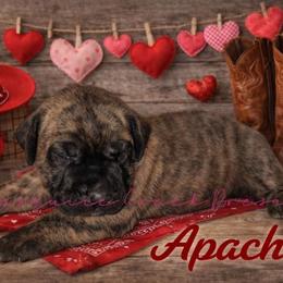 Apache - Tiger male Perro de Presa Canario puppy in Horizon, Texas from Mesquite Creek Kennels