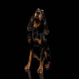 Binky - Black and Tan Coonhound