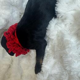 Red collar male - Tri-color male Bernedoodle puppy in Mc Henry, Maryland from TLC by the Lake Standard Poodle and Doodles