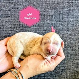 Cheerios - Cream female Goldendoodle puppy in Cambridge, Minnesota from Country Meadow Doodles
