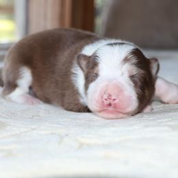 (ABCA) Swift - White and red female Border Collie puppy in Bronson, Florida from Sandhill Ranch Border Collies