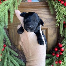 Cypress - Black female Bernedoodle puppy in Superior, Arizona from Mountain Bridge Doodles