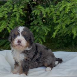 Miss Star - Merle female Bernedoodle puppy in Hegins, Pennsylvania from Bubbling Springs Doodles, LLC