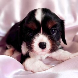 AKC Triangles - Tri-color female Cavalier King Charles Spaniel puppy in Louisville, Kentucky from Ali-Mae Cavaliers