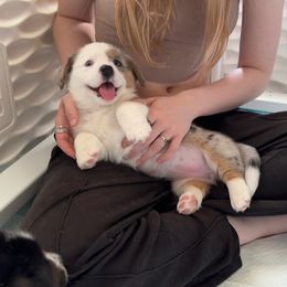 Cardigan Welsh Corgi Puppies from Wasatch