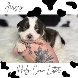 Jersey - Black and white female American Corgi puppy in Greenwood, Indiana from Witch Creek Corgis