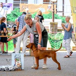 DeadPool - German Pinscher