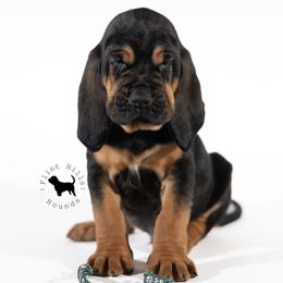 Green Boy - Black and tan Bloodhound puppy in Wamego, Kansas from Flint Hills Hounds