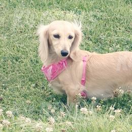 Winnie - Dachshund