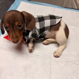 Buddy love - Piebald male Dachshund puppy in Magnolia, Texas from Carrie’s Countryside Dachshunds