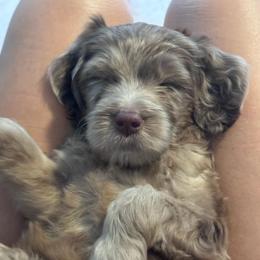 Peggy - Merle female Goldendoodle puppy in Tybee Island, Georgia from Castaway Doodles