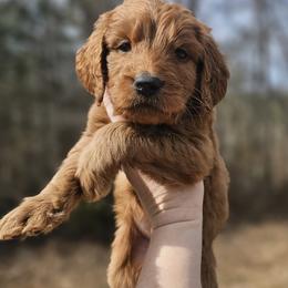 Druzy - Blue Collar Male - Red  male Goldendoodle puppy in Mocksville, North Carolina from Hunting Creek Farm & Kennel