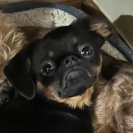 Rufus - Brussels Griffon