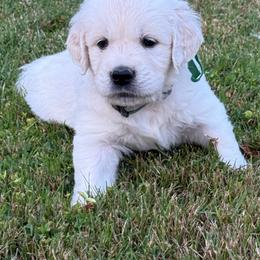 Male - Light golden male Golden Retriever puppy in Tacoma, Washington from Canyon Meadows Farm
