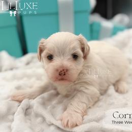 Cornell - White male Shorkie puppy in Scottsdale, Arizona from Lil Luxe Pups