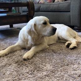 Golden Retriever Puppies from West Coast Cream Goldens