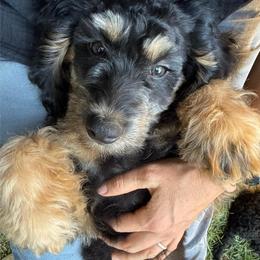 Chip - Black tri-color male Aussiedoodle puppy in Chattanooga, Tennessee from Leafy Acre Mini Farm