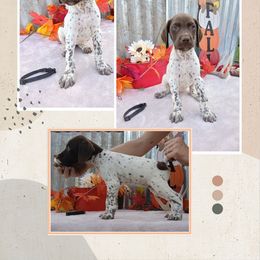 Girl 4 - Liver roan female German Shorthaired Pointer puppy in Laporte, Minnesota from Northern Odyssey Gun Dogs