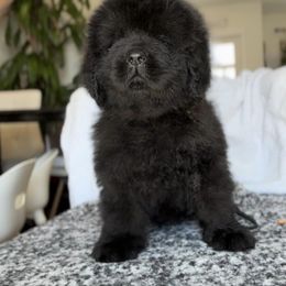 Newfoundland Puppies from Knallhart Kennels