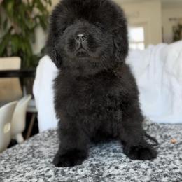 Newfoundland Puppies from Knallhart Kennels