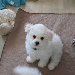 Soju - White and buff male Bichon Frise puppy in Cape Coral, Florida from Arralaine Pups