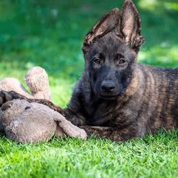Belgian Malinois and xDutch Shepherd Puppies from RoyalHaus Malinois