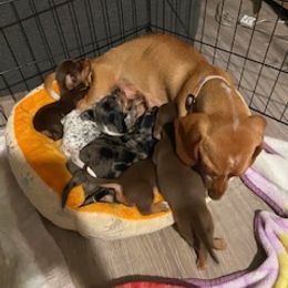 Dachshund Puppies from M & M Breeding
