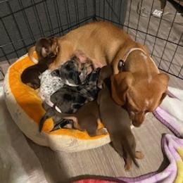 Dachshund Puppies from M & M Breeding