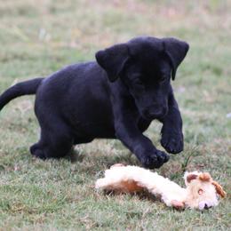 Boomer ( Boom) - Black female Labrador Retriever puppy in Four Oaks, North Carolina from TLC Retrievers