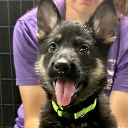 Girl 3 - Bi-color German Shepherd puppy in Terrell, Texas from Von Brodek Kennels