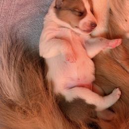Collies from Castlebar Collies