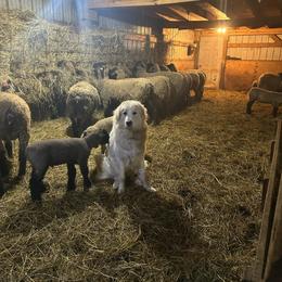 Arielle - White and badger female Great Pyrenees puppy in Coxs Mills, West Virginia from Bailey Family Farm