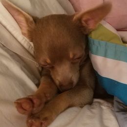 Chihuahuas, Companion Crosses, and Shih Tzus from Purposefully Bred Kennel