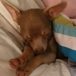 Chihuahuas, Companion Crosses, and Shih Tzus from Purposefully Bred Kennel