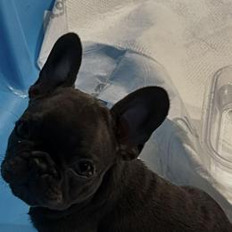 Sweet pea - Blue male French Bulldog puppy in Spanaway, Washington from PNW Bigfoot Bullies