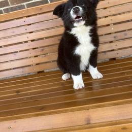 Border Collie Puppies from SoCal/Promise Land Border Collies