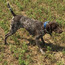 Emma - German Shorthaired Pointer