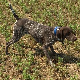 Emma - German Shorthaired Pointer