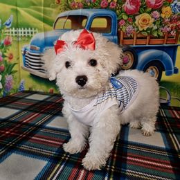 Hot pink girl - White and buff female Bichon Frise puppy in Lavon, Texas from Sissy’s Heavenly Paws