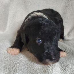 Poppy - Black female Sheepadoodle puppy in Bellevue, Iowa from Fluffy Wonders Poms and Doodles