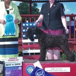 Kerry Blue Terriers from Rocky Mountain Kerry Blue Terriers