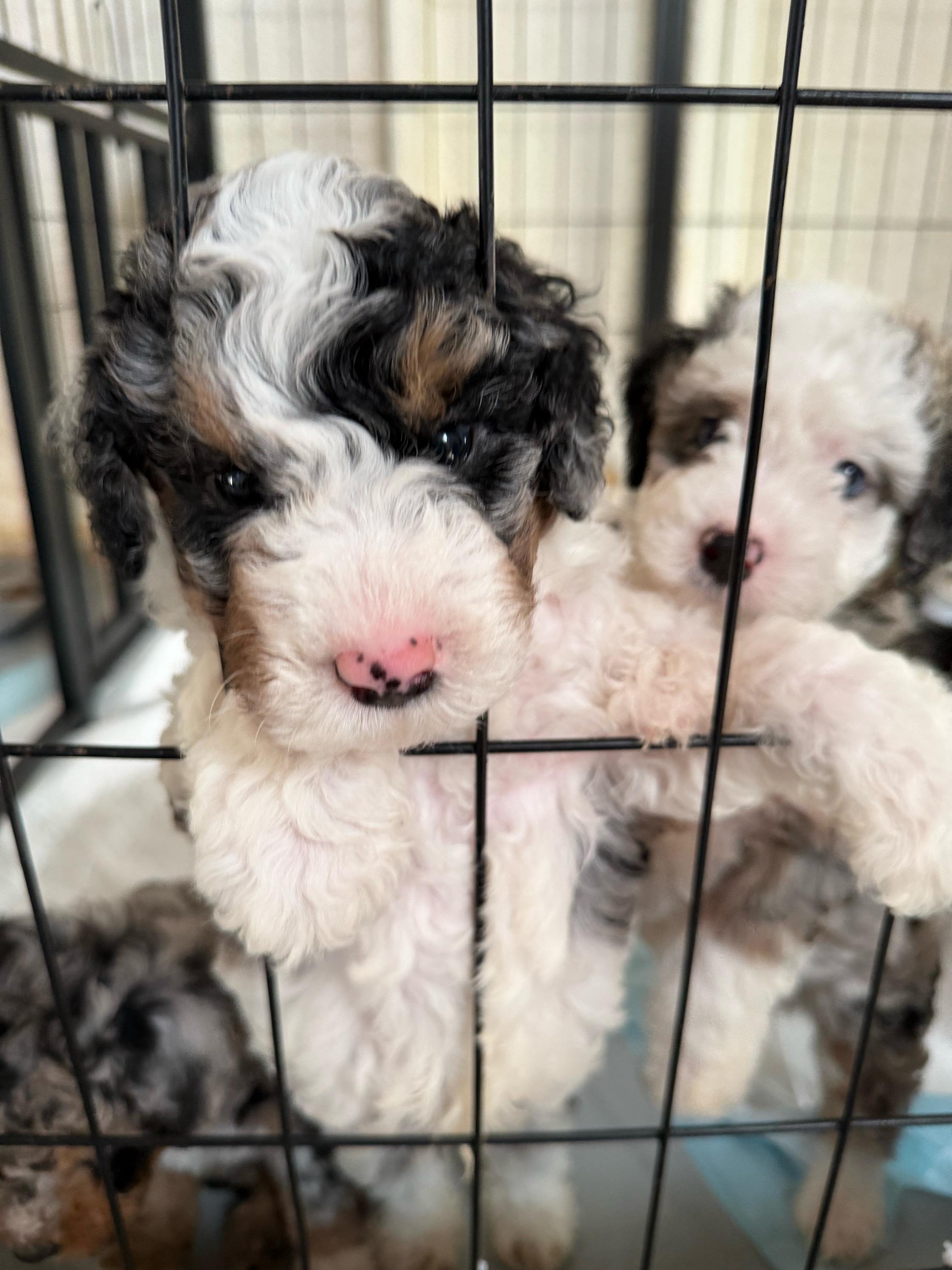 Boy 2 (red vine) - Blue merle male Aussiedoodle puppy in Paradise, Texas from Diamond Z Poodles & Doodles