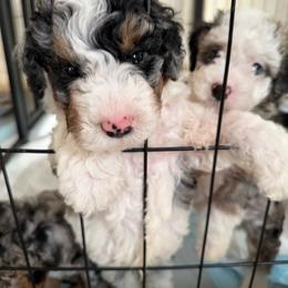 Boy 2 (red vine) - Blue merle male Aussiedoodle puppy in Paradise, Texas from Diamond Z Poodles & Doodles