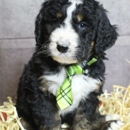 Bernedoodle Puppies from Flat Creek Bernedoodles