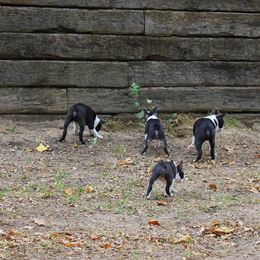 Boston Terrier and Italian Greyhound Puppies from 4Ever Boston Terriers & Italian Greyhounds