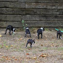 Boston Terrier and Italian Greyhound Puppies from 4Ever Boston Terriers & Italian Greyhounds