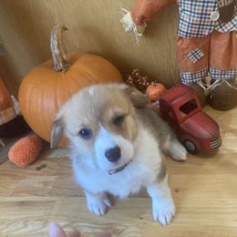 Pembroke Welsh Corgi Puppies from Whistling Wind Corgi’s